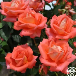 Heirloom Roses Folklore™ Discount