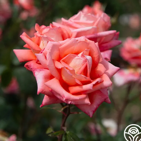 Heirloom Roses Folklore™ Discount