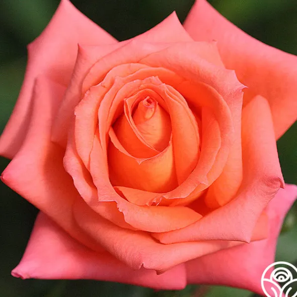 Heirloom Roses Folklore™ Discount