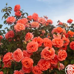 Heirloom Roses Folklore™ Discount