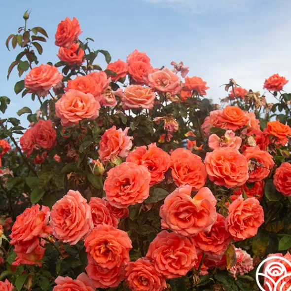 Heirloom Roses Folklore™ Discount