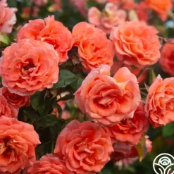 Heirloom Roses Folklore™ Discount
