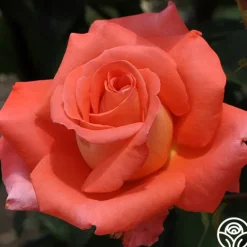 Heirloom Roses Folklore™ Discount