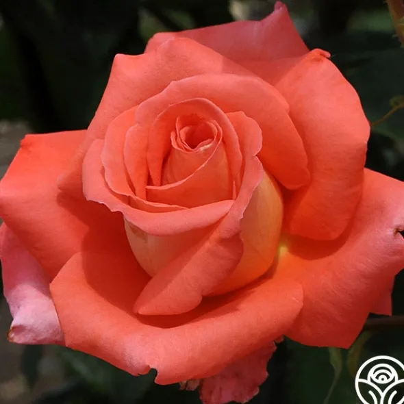 Heirloom Roses Folklore™ Discount