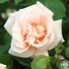 Heirloom Roses Folksinger Online