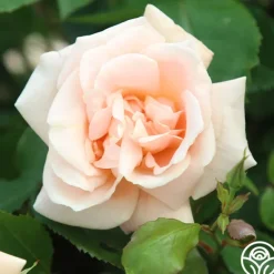 Heirloom Roses Folksinger Online