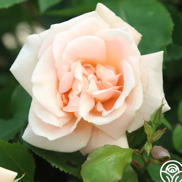 Heirloom Roses Folksinger Online