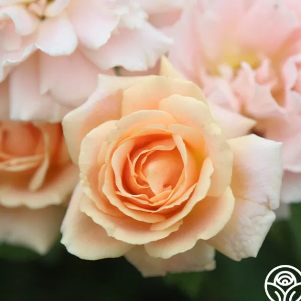Heirloom Roses Folksinger Online