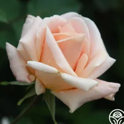 Heirloom Roses Folksinger Online