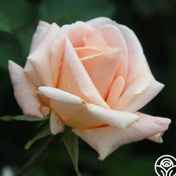 Heirloom Roses Folksinger Online