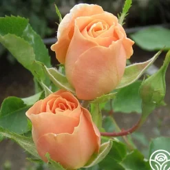 Heirloom Roses Folksinger Online
