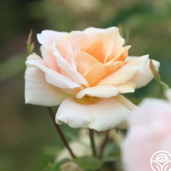 Heirloom Roses Folksinger Online