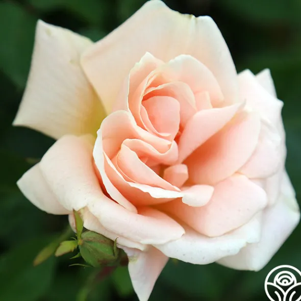 Heirloom Roses Folksinger Online