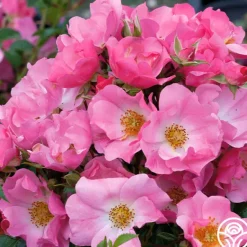 Heirloom Roses Forever & Ever® Pink Online
