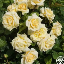 Heirloom Roses Forever Busy Discount