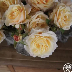 Heirloom Roses Forever Busy Discount