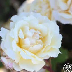 Heirloom Roses Forever Busy Discount