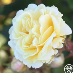 Heirloom Roses Forever Busy Discount
