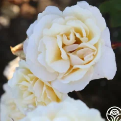 Heirloom Roses Forever Busy Discount