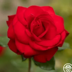 Heirloom Roses Forever Yours Sale