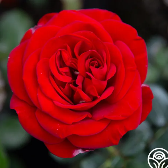 Heirloom Roses Forever Yours Sale