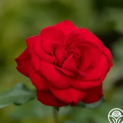 Heirloom Roses Forever Yours Sale