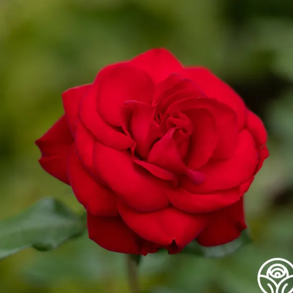 Heirloom Roses Forever Yours Sale