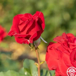 Heirloom Roses Forever Yours Sale