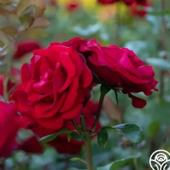 Heirloom Roses Forever Yours Sale