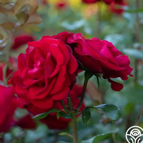 Heirloom Roses Forever Yours Sale