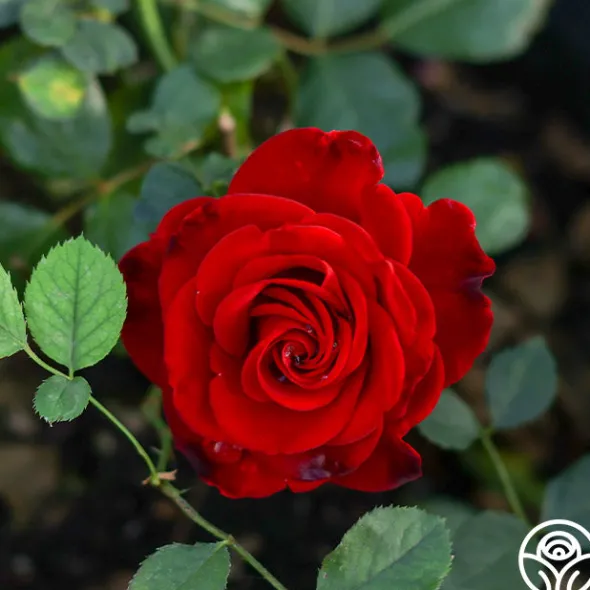 Heirloom Roses Forever Yours Sale
