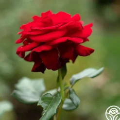 Heirloom Roses Forever Yours Sale