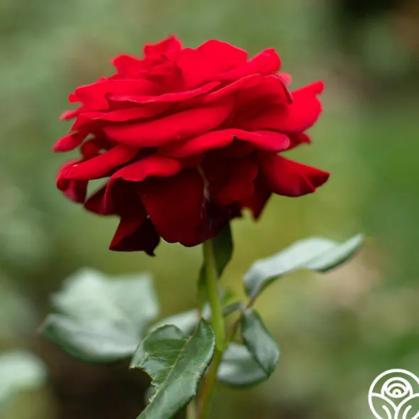 Heirloom Roses Forever Yours Sale