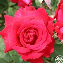 Heirloom Roses Forgotten Dreams Best