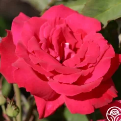 Heirloom Roses Forgotten Dreams Best
