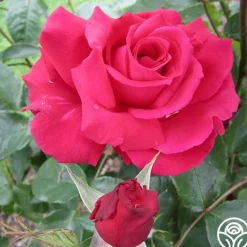 Heirloom Roses Forgotten Dreams Best