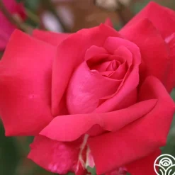 Heirloom Roses Forgotten Dreams Best