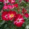 Heirloom Roses Fourth Of July™ Online