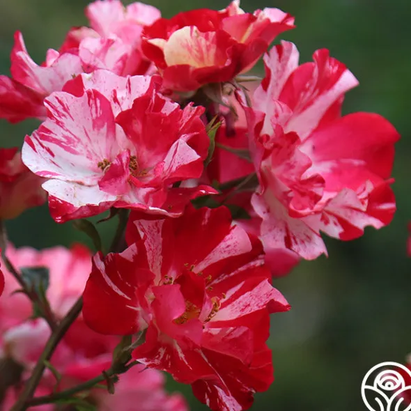 Heirloom Roses Fourth Of July™ Online