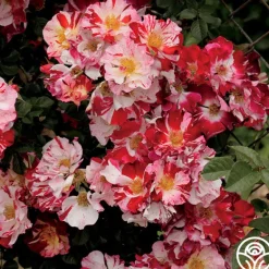 Heirloom Roses Fourth Of July™ Online
