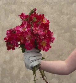 Heirloom Roses Fourth Of July™ Online