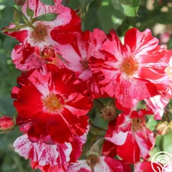 Heirloom Roses Fourth Of July™ Online