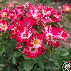 Heirloom Roses Fourth Of July™ Online