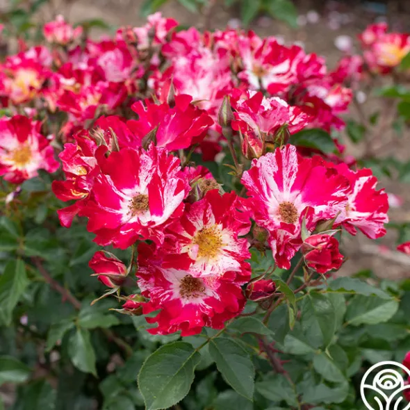 Heirloom Roses Fourth Of July™ Online