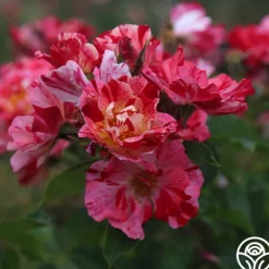 Heirloom Roses Fourth Of July™ Online