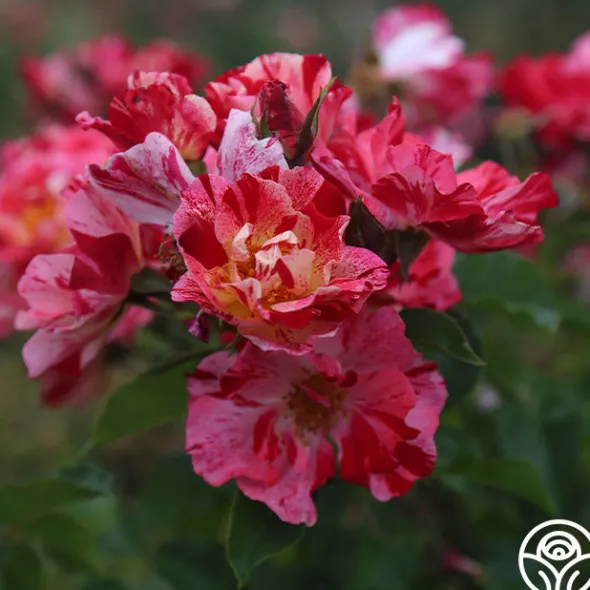 Heirloom Roses Fourth Of July™ Online