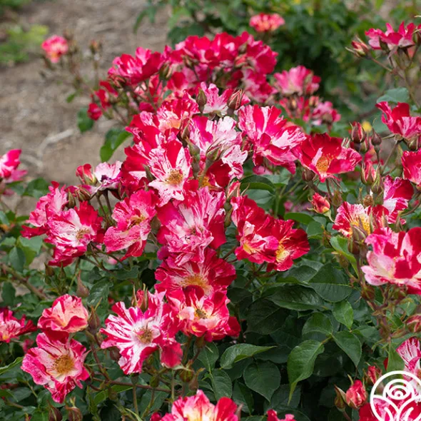 Heirloom Roses Fourth Of July™ Online
