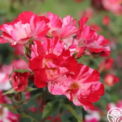 Heirloom Roses Fourth Of July™ Online