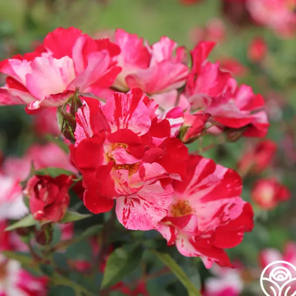 Heirloom Roses Fourth Of July™ Online
