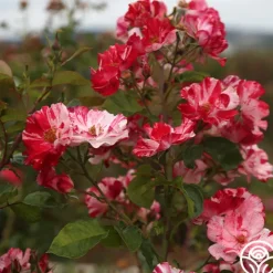 Heirloom Roses Fourth Of July™ Online